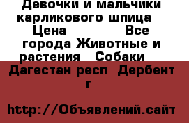 Девочки и мальчики карликового шпица  › Цена ­ 20 000 - Все города Животные и растения » Собаки   . Дагестан респ.,Дербент г.